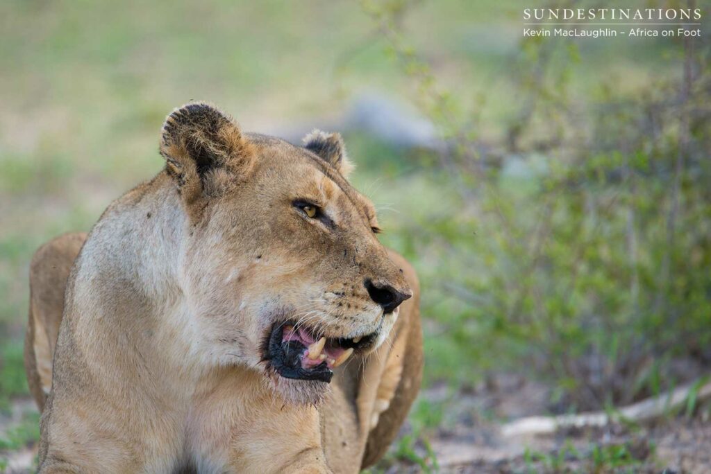 aof-3 Ross Breakaway lioness with a scarred 'lazy' eye