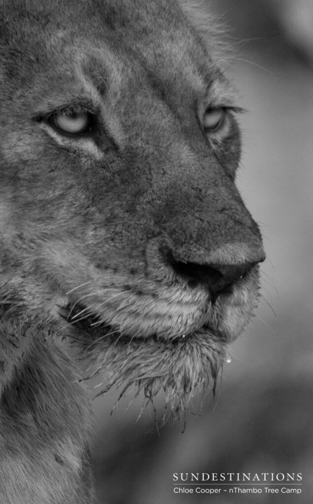 Lioness keeps watch over her meal Lioness keeps watch over her meal