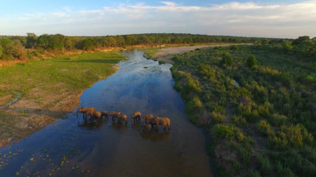Aerial images of elephants crossing the Sand River
