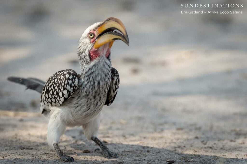 Foraging hornbill Foraging hornbill
