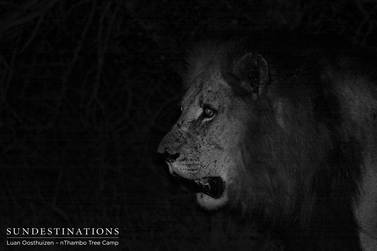 Trilogy Lion - nThambo Trilogy Lion - nThambo