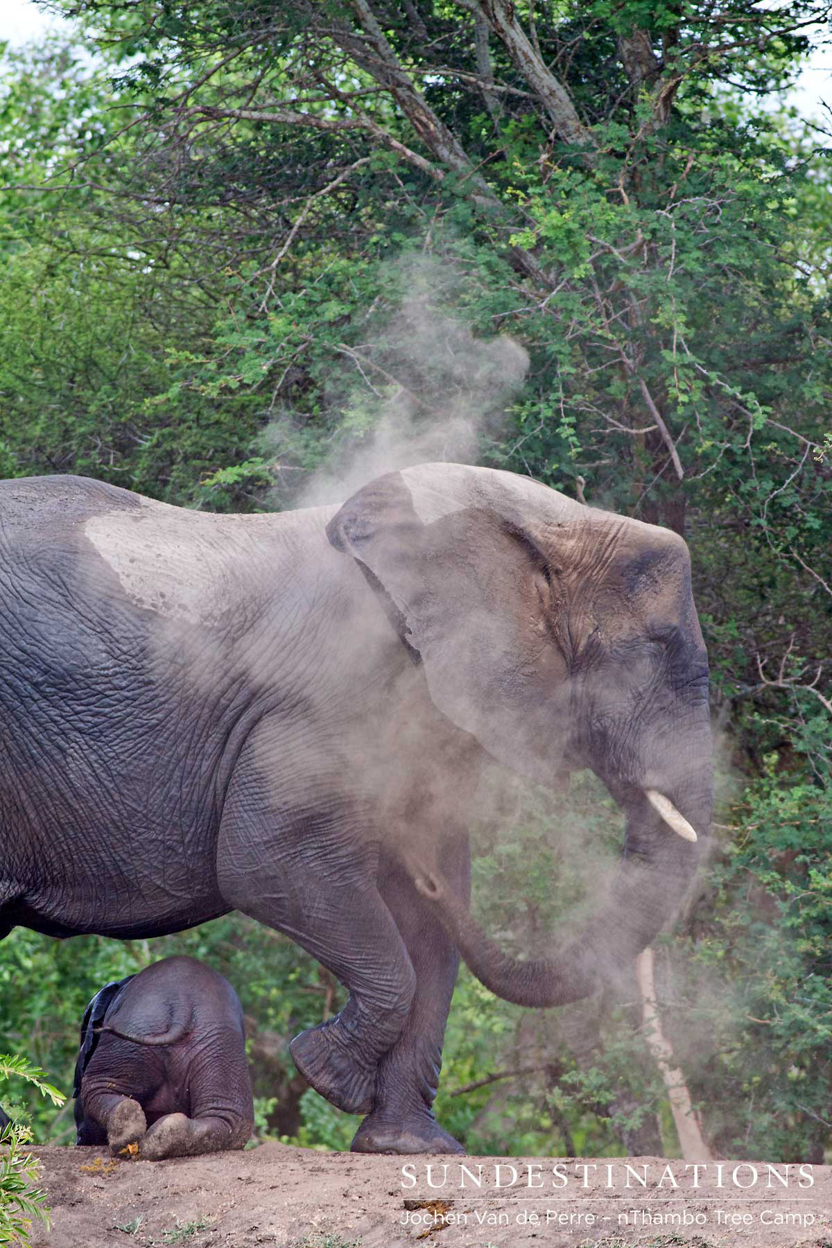 Elephant - nThambo Elephant - nThambo
