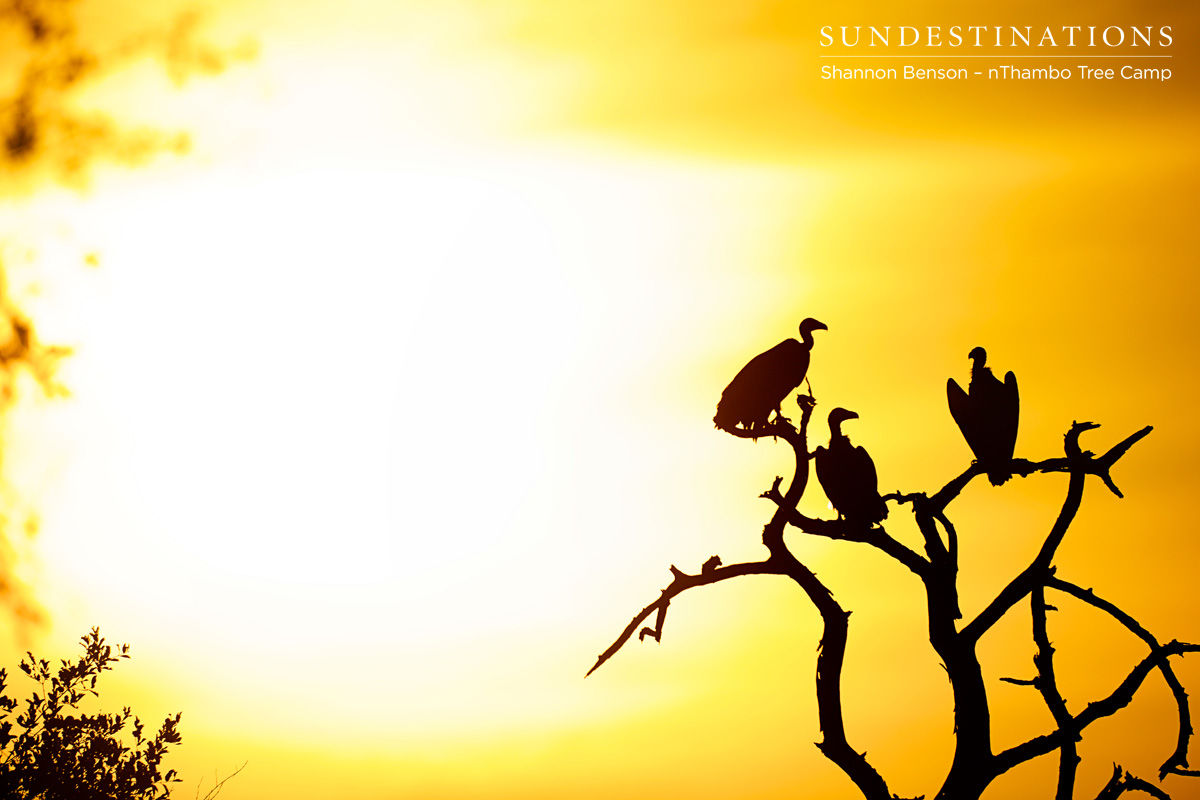 Lappet-Faced Vultures Lappet-faced vultures in the sunset.