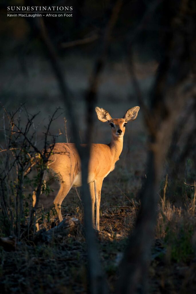 Steenbok in the early morning Steenbok in the early morning