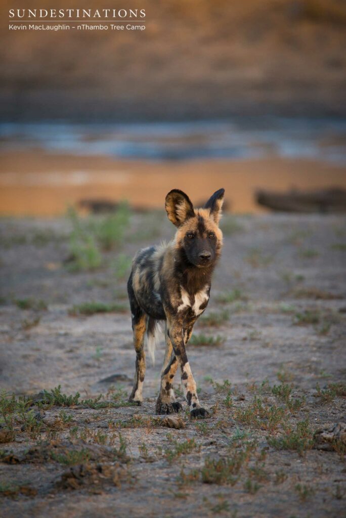 African wild dog African wild dog