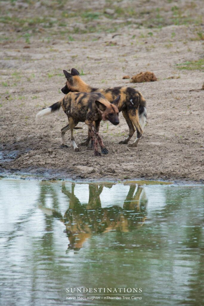 Playful pups Playful pups