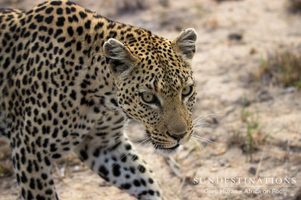 Cleo passing close to Africa on Foot game viewer