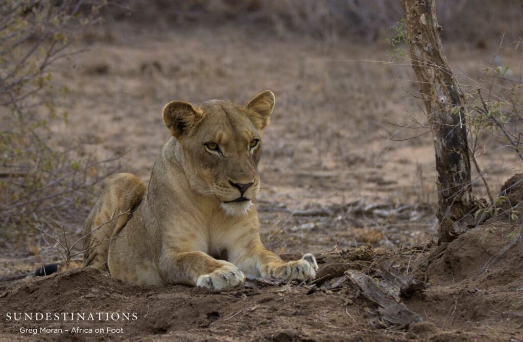 Young female of the Ross Pride