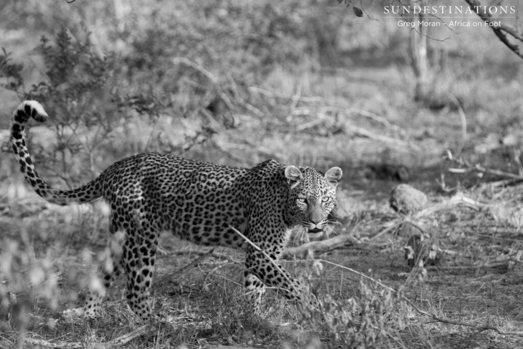 Marula Mafasi seen on afternoon drive