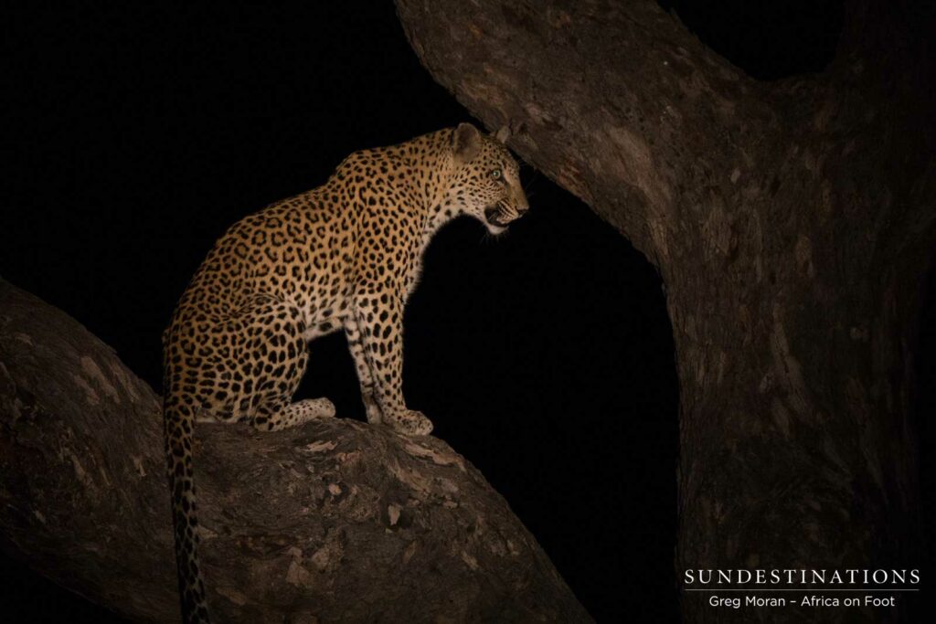A leopard regains her composure after losing her kill to a hyena