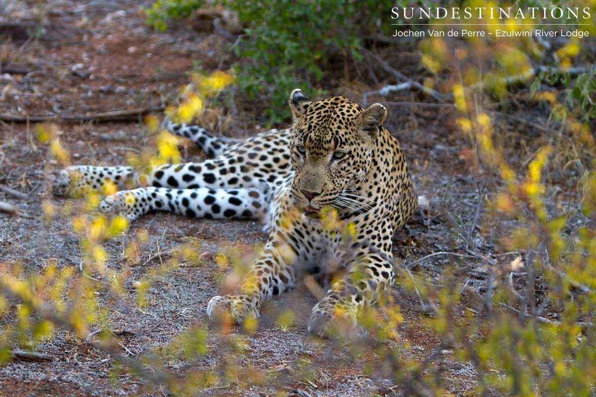 Chavaluthu Leopard Chavaluthu Leopard