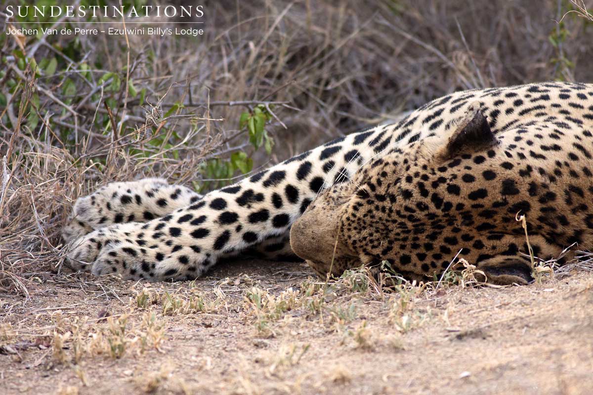 Chavaluthu Leopard Sleeping Chavaluthu Leopard Sleeping