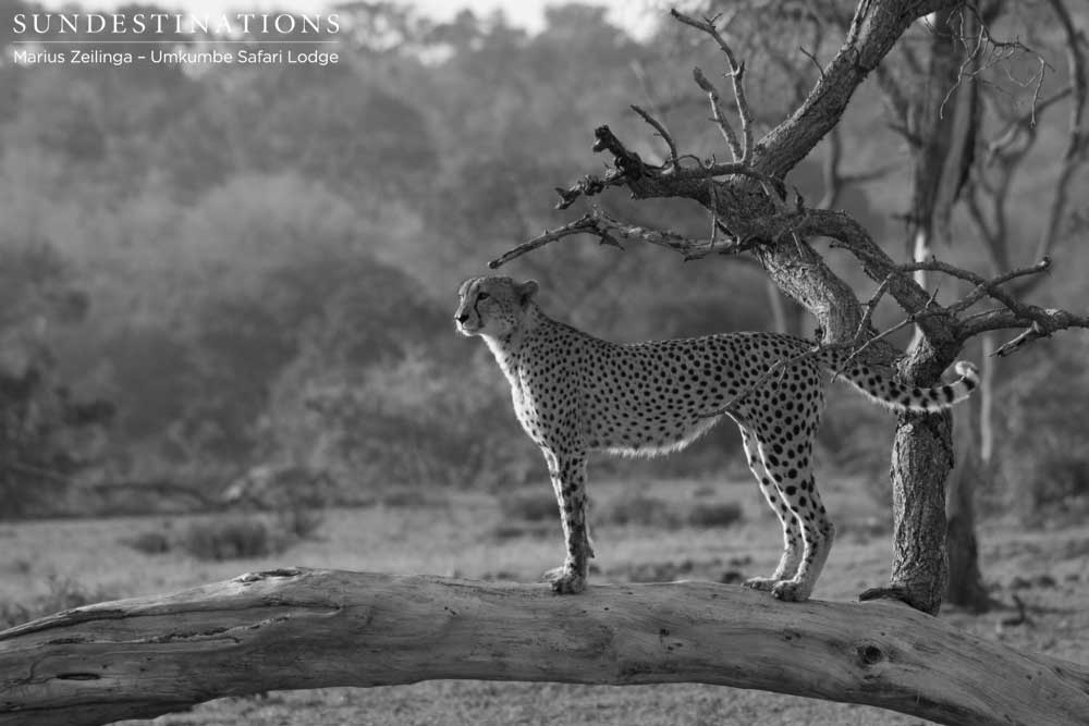 Male cheetah in black and white Male cheetah in black and white