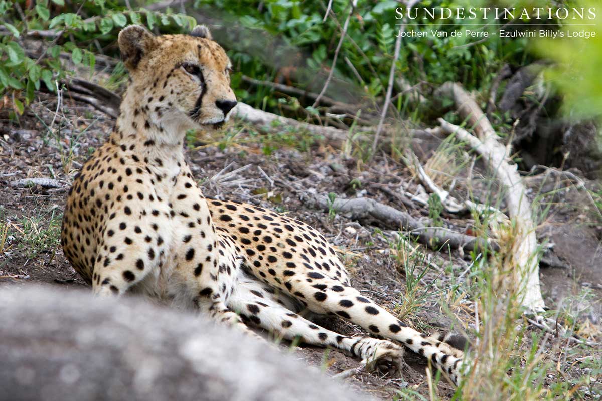 Cheetah Ezulwini Billy's Lodge Cheetah Ezulwini Billy's Lodge