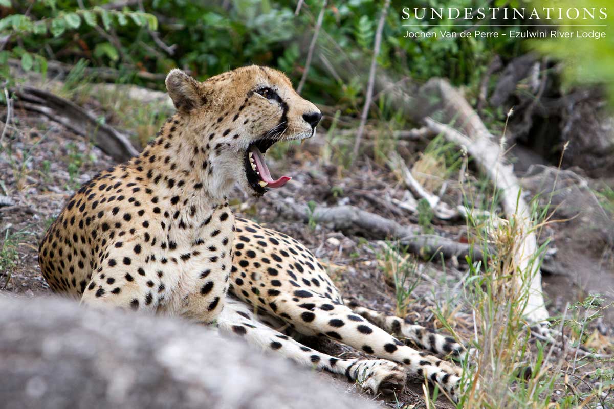 Cheetah Yawn Cheetah Yawn