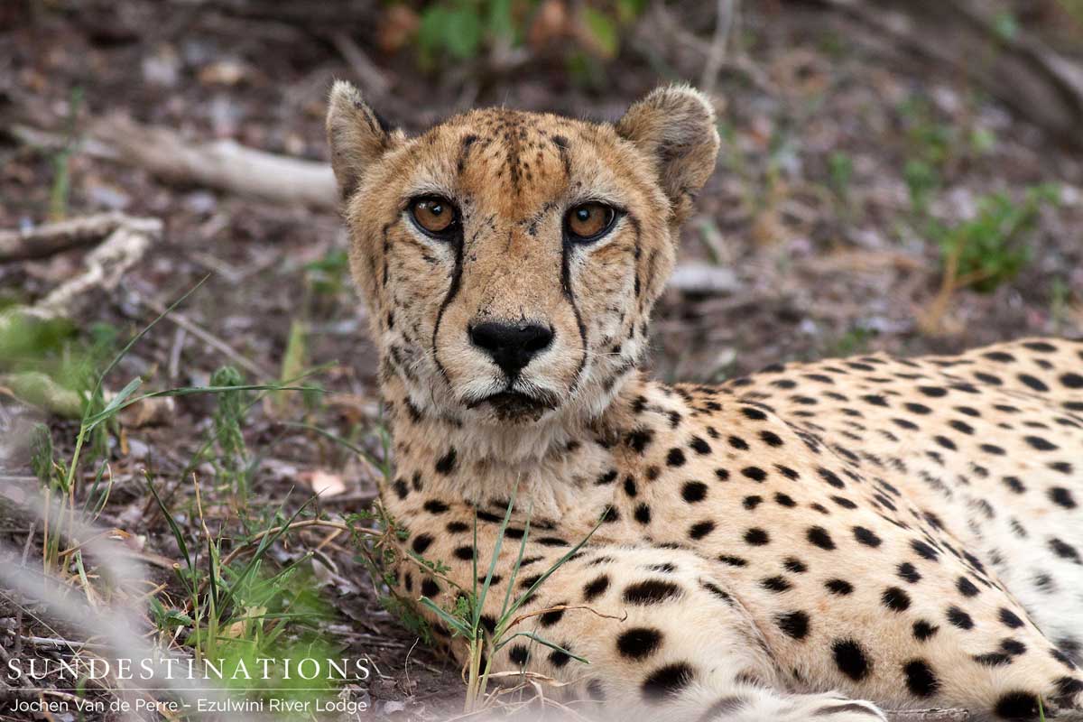 Cheetah Stare Cheetah Stare