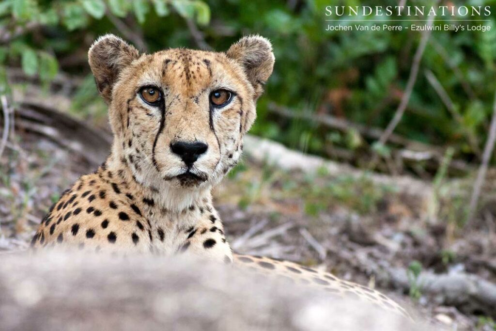 Cheetah at Ezulwini Game Lodges