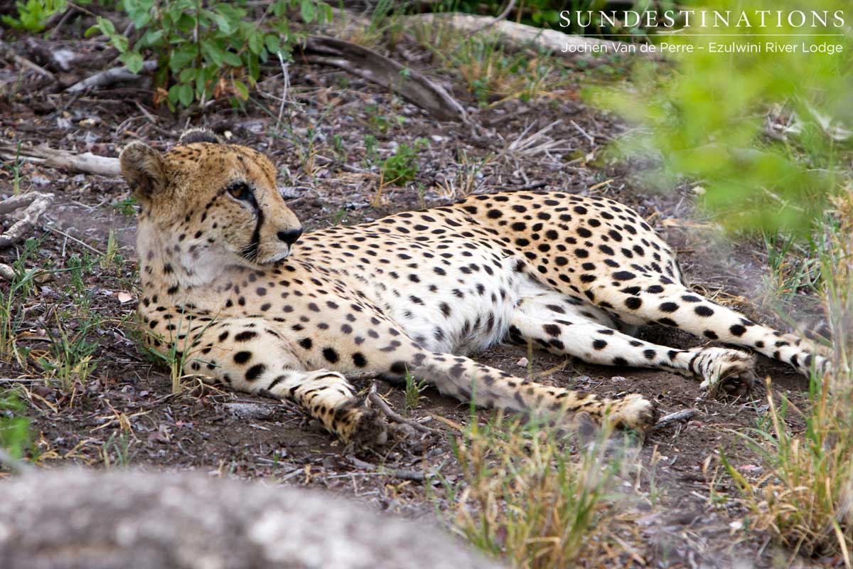 Cheetahs Ezulwini Game Lodges Cheetahs Ezulwini Game Lodges