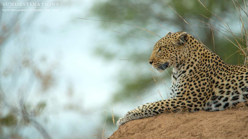 Cleo's watchful profile