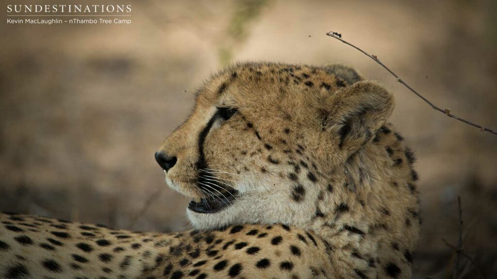 Cheetah profile