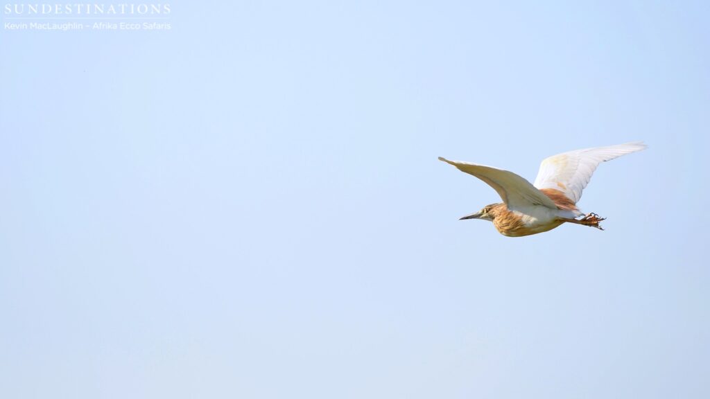 A squacco heron takes flight in the Delta skies A squacco heron takes flight in the Delta skies