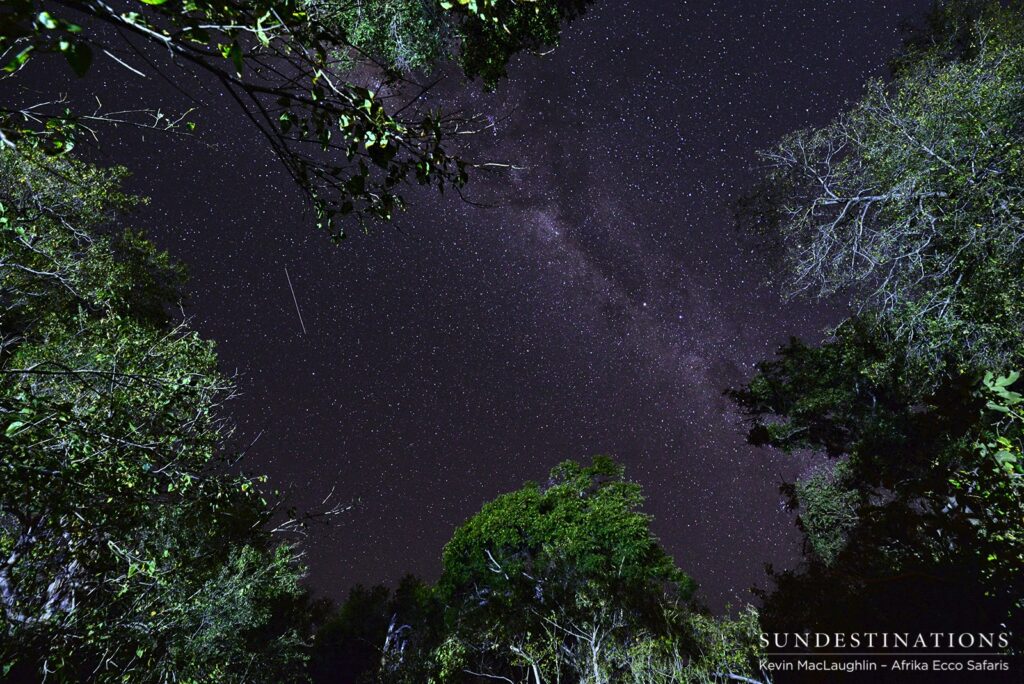 The stellar night skies in the Okavango Delta The stellar night skies in the Okavango Delta