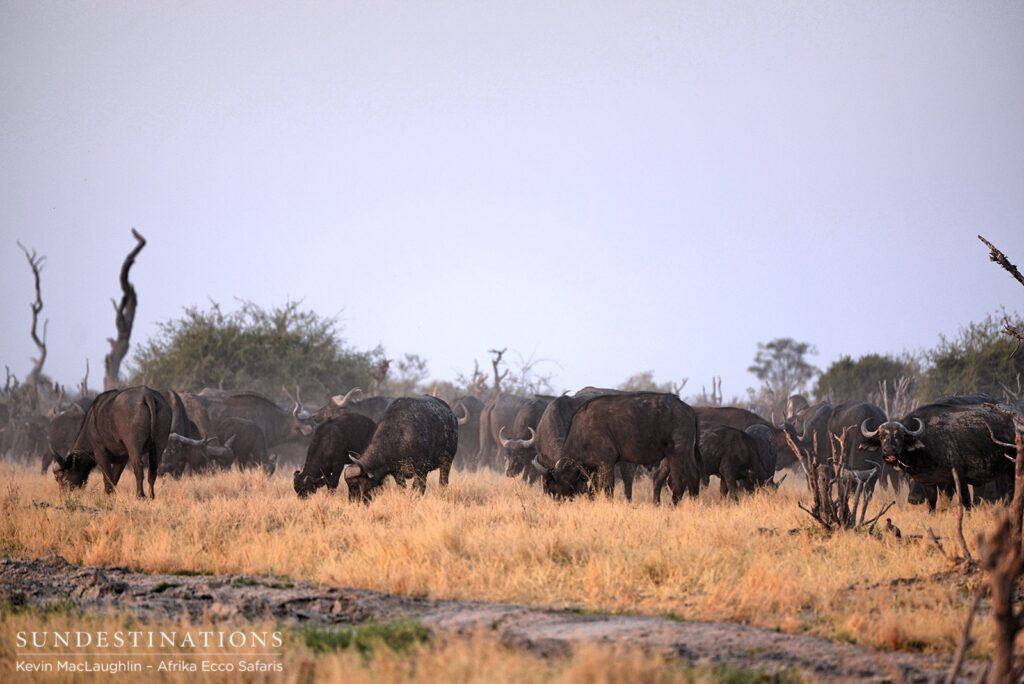 A herd of buffalo graze in the Savute Marsh A herd of buffalo graze in the Savute Marsh