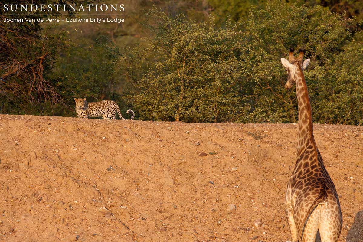 Leopard Giraffe Showdown Leopard Giraffe Showdown