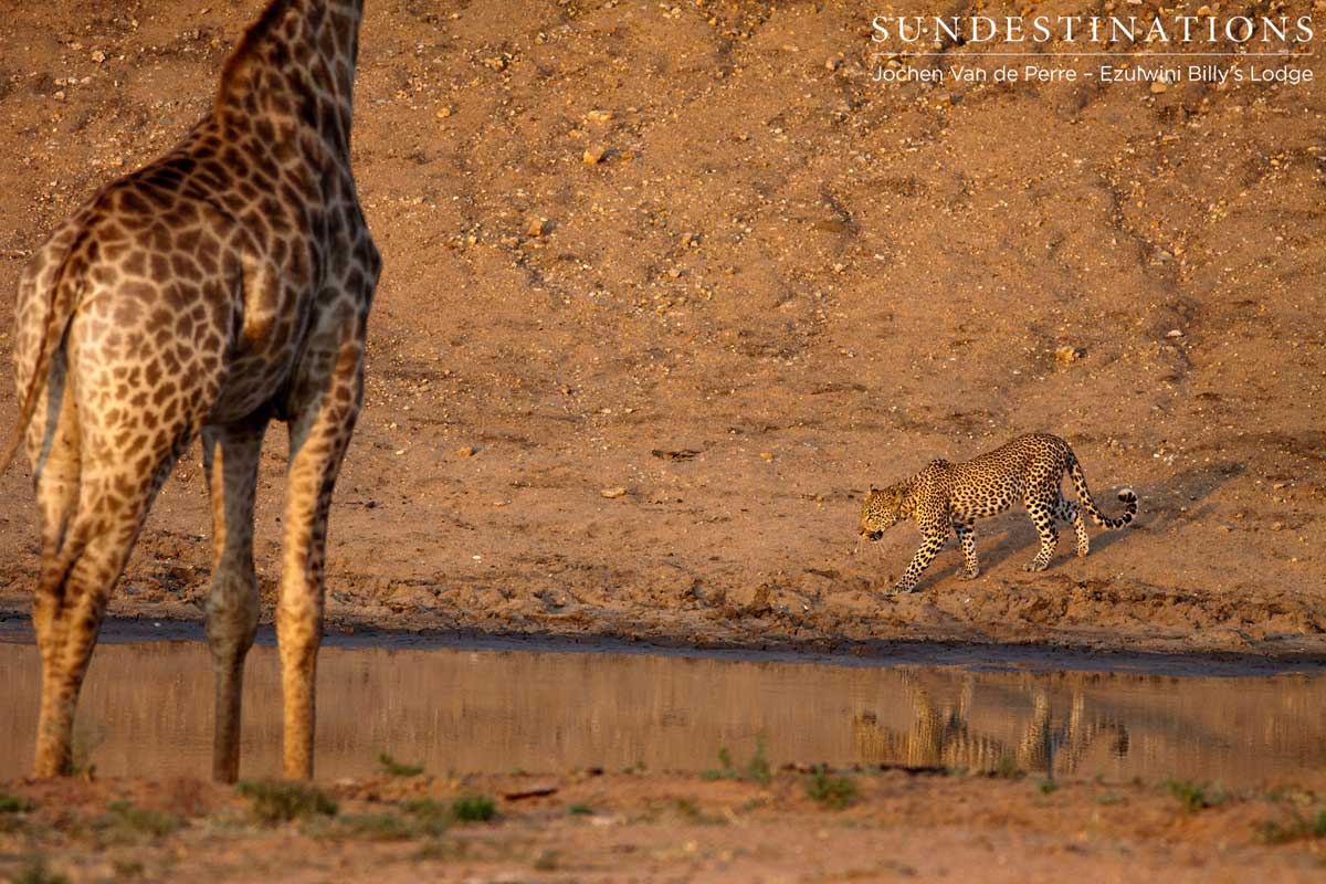 Giraffe Watches Leopard Giraffe Watches Leopard
