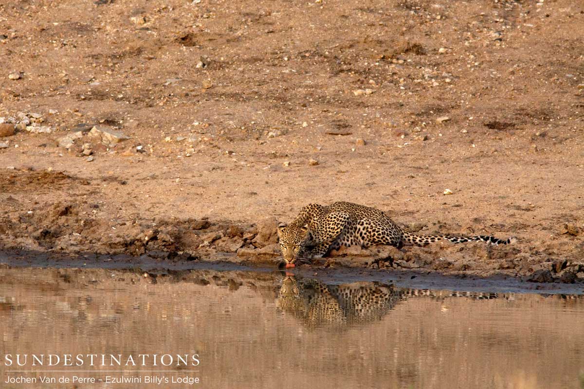 Ezulwini Leopardess Ezulwini Leopardess