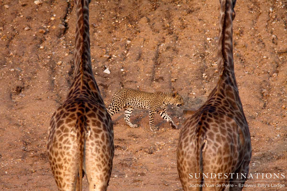 Giraffe Watch Leopardess Giraffe Watch Leopardess