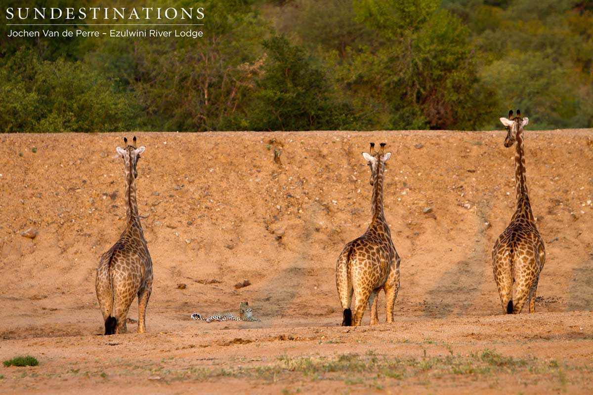 Giraffe Wary of Leopard Giraffe Wary of Leopard