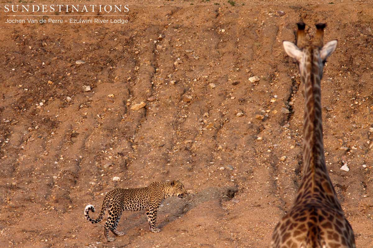 Leopard Comes to Drink Leopard Comes to Drink