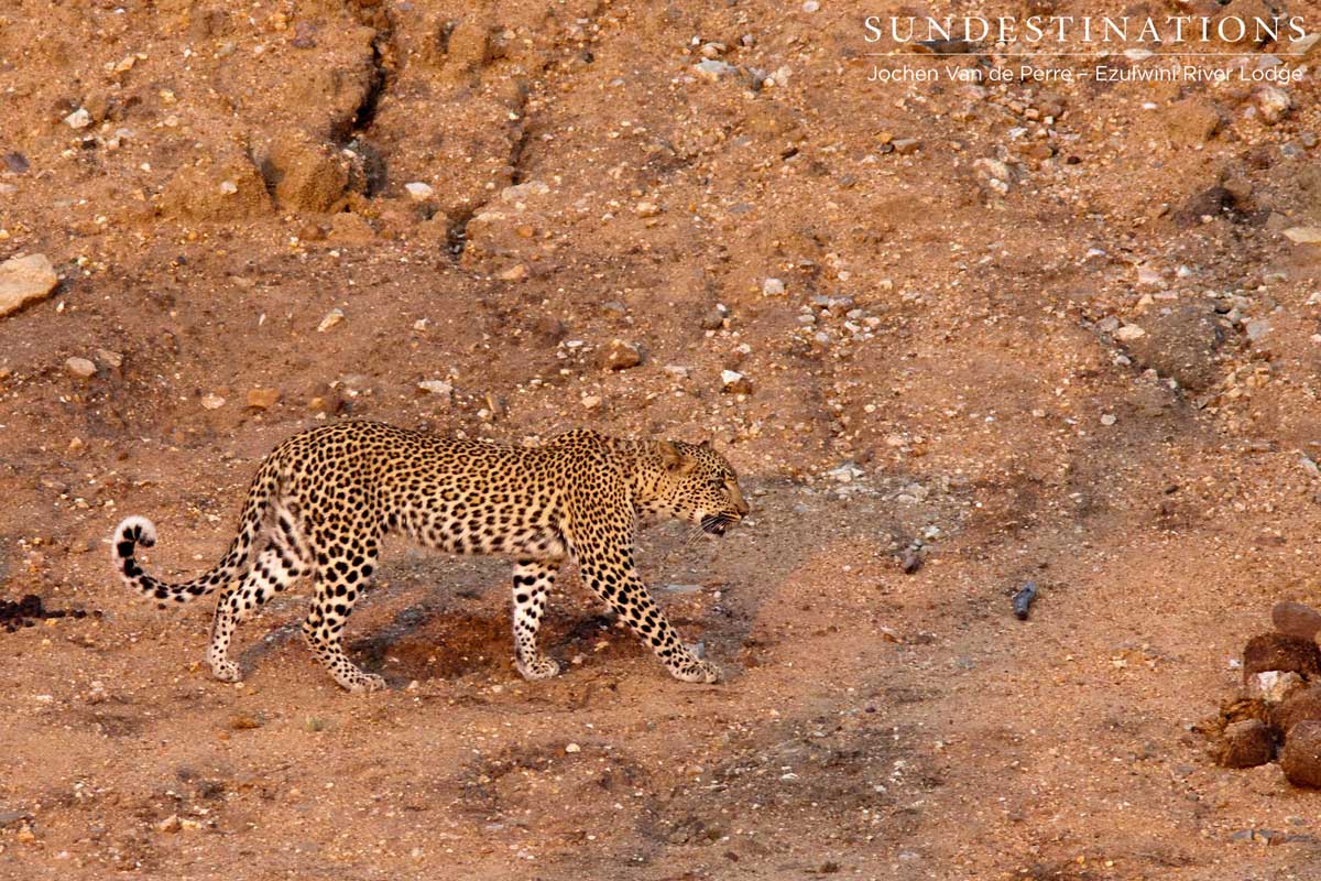 Leopard on Prowl Leopard on Prowl