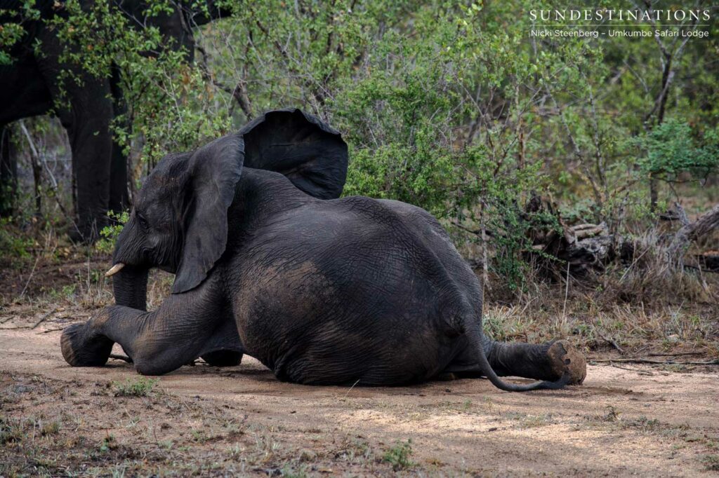 Elephant playing the fool Elephant playing the fool