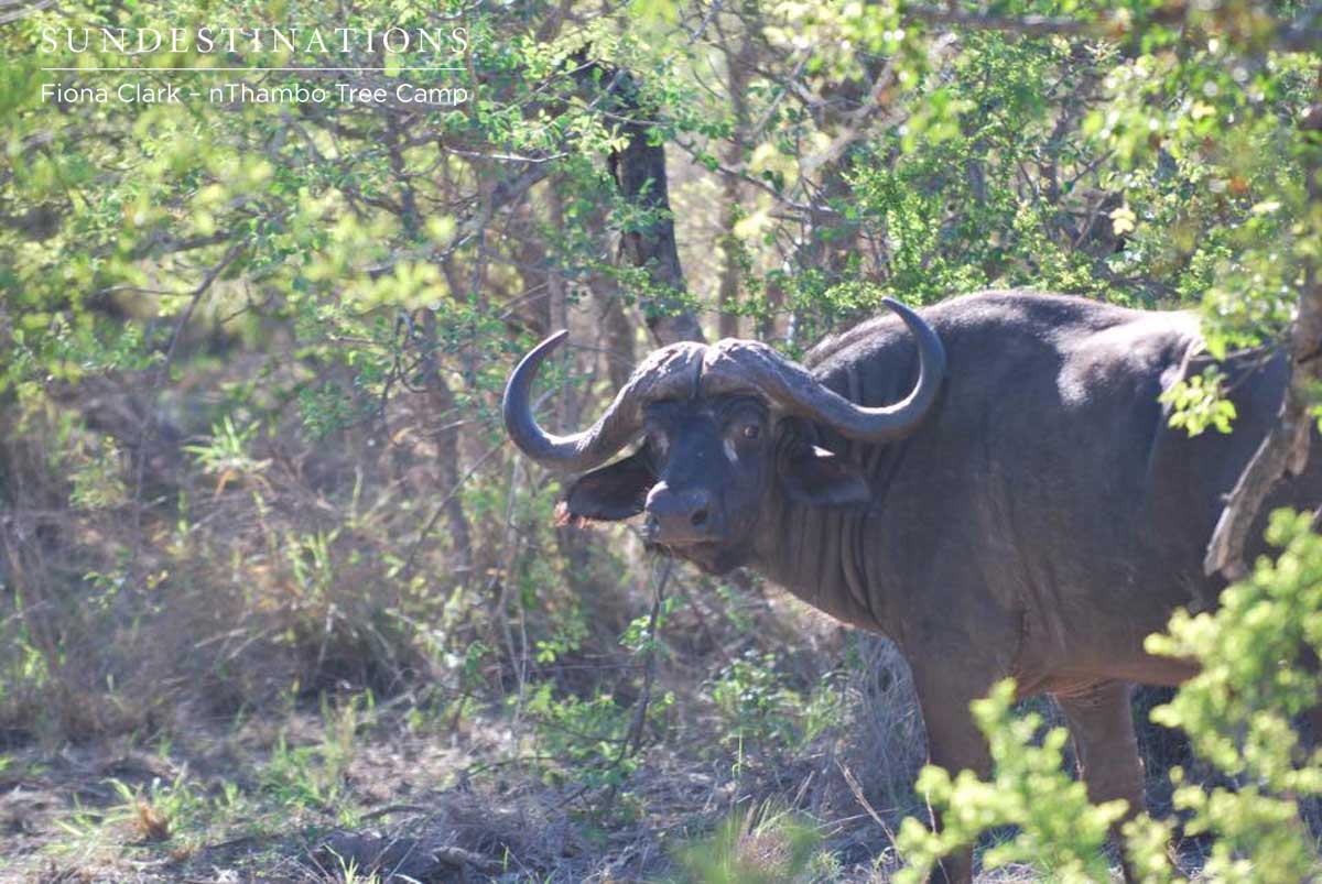 Buffalo nThambo Buffalo nThambo