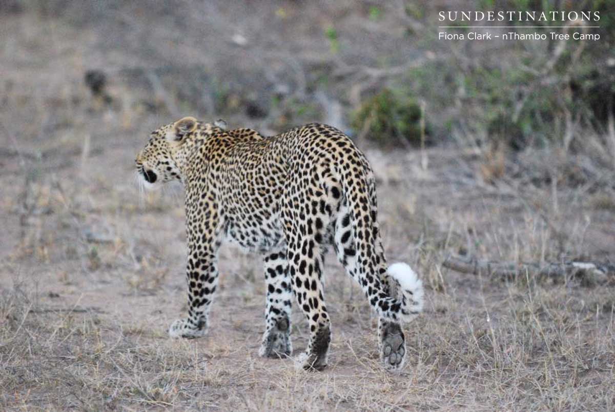 Marula - Leopardess Marula - Leopardess