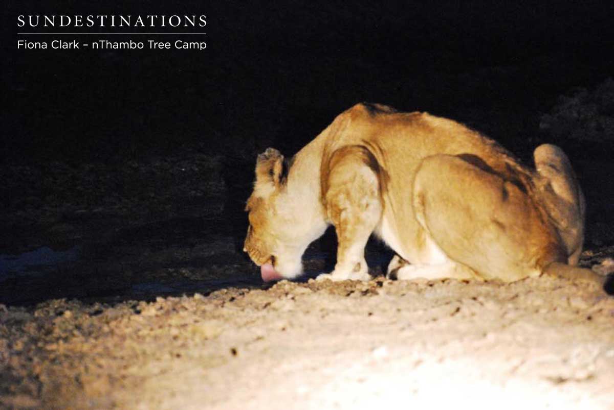 Ross Pride Breakaway Lionesses Ross Pride Breakaway Lionesses