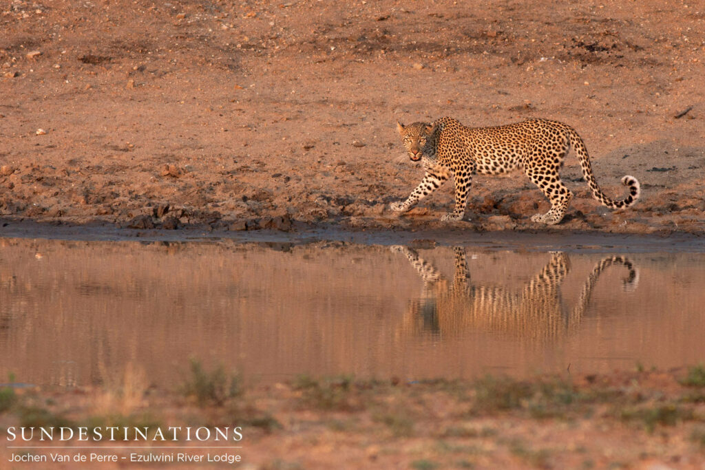A handsome leopard and his reflection A handsome leopard and his reflection