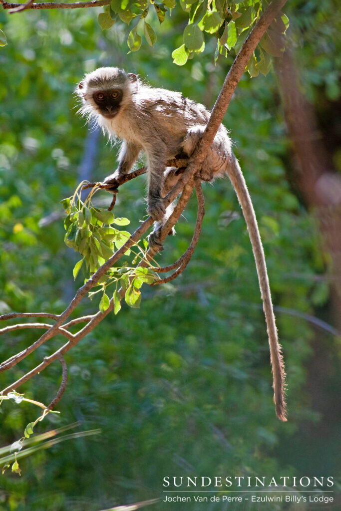 A young vervet monkey plays in the treetops above a bird bath that was being used as a swimming pool at Ezulwini A young vervet monkey plays in the treetops above a bird bath that was being used as a swimming pool at Ezulwini