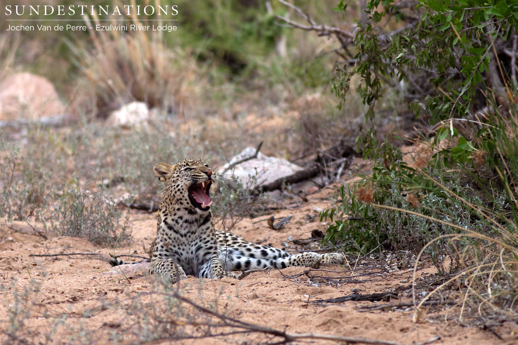Leopard Yawn Leopard Yawn