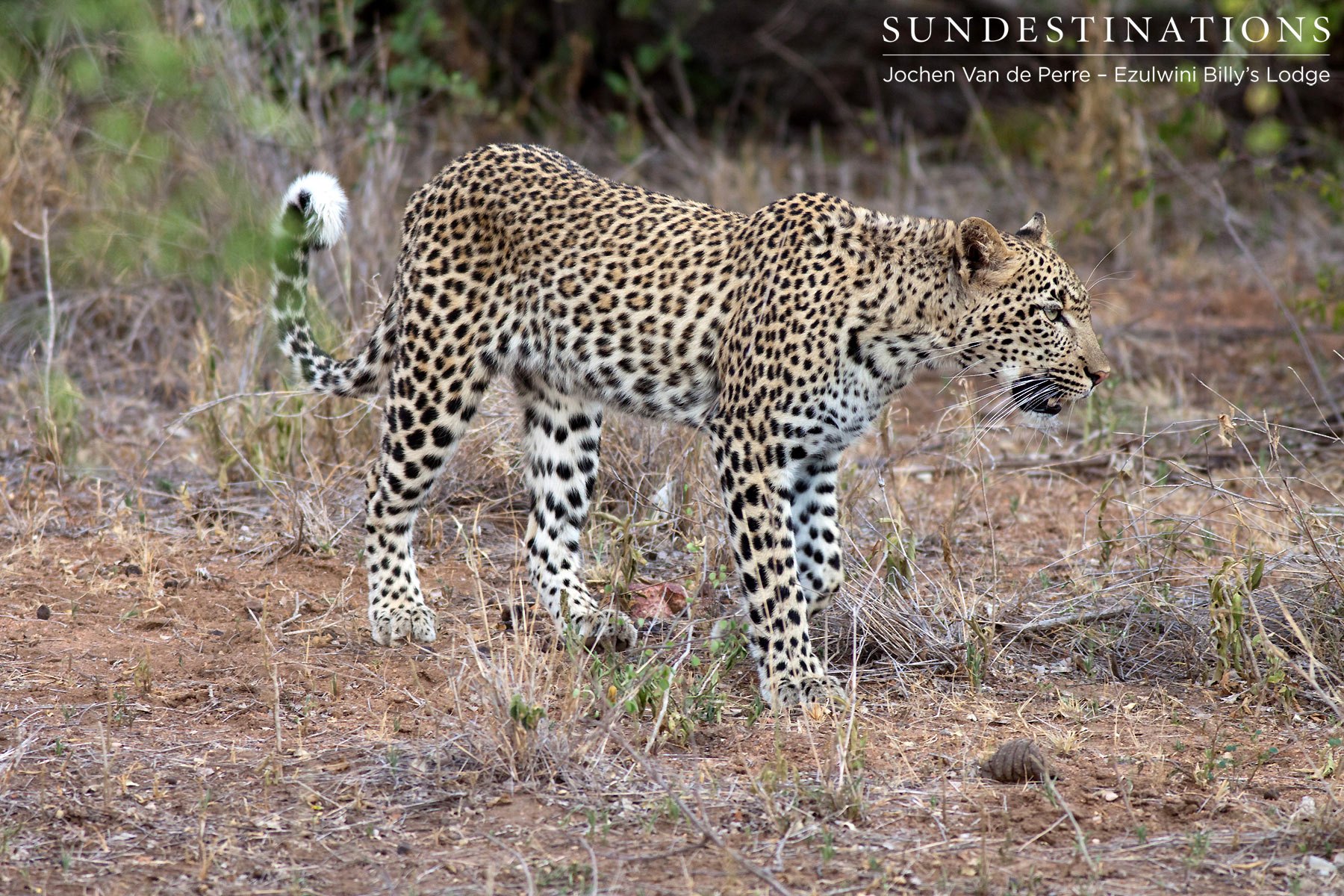 Van Wijk's Leopardess Van Wijk's Leopardess