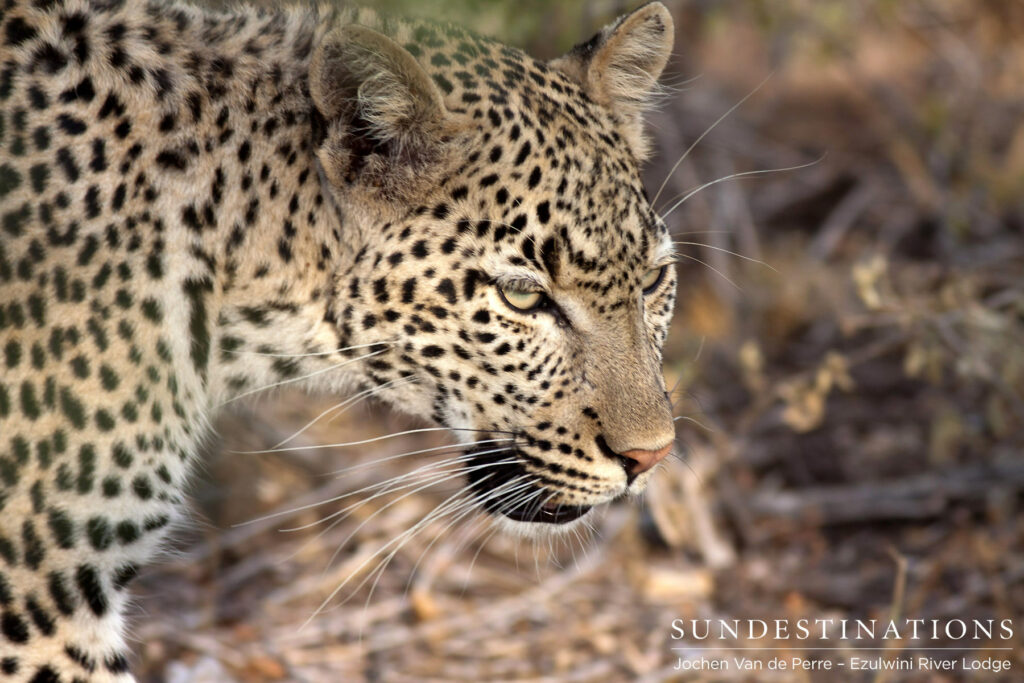 Van Wijk's Leopardess