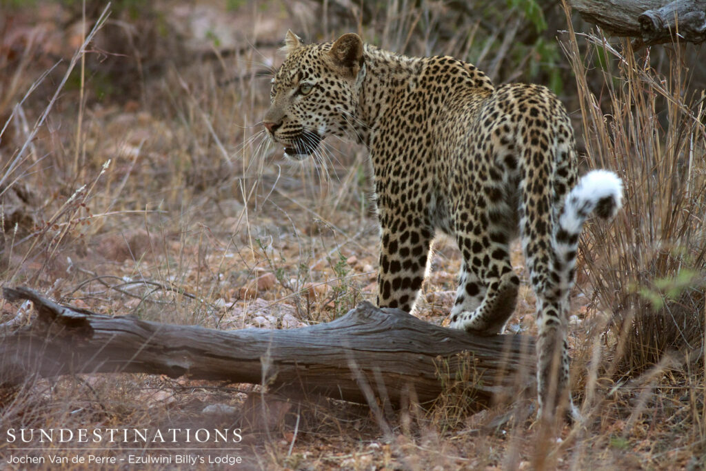A young leopard manoeuvres elegantly over a fallen branch A young leopard manoeuvres elegantly over a fallen branch