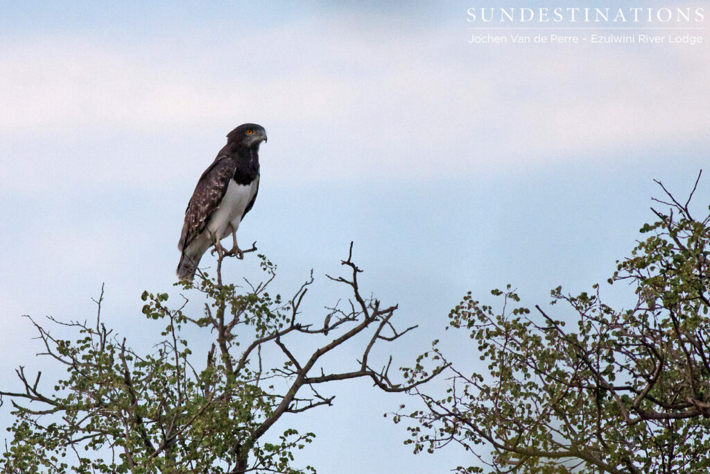 A black-chested snake eagle on the look out A black-chested snake eagle on the look out