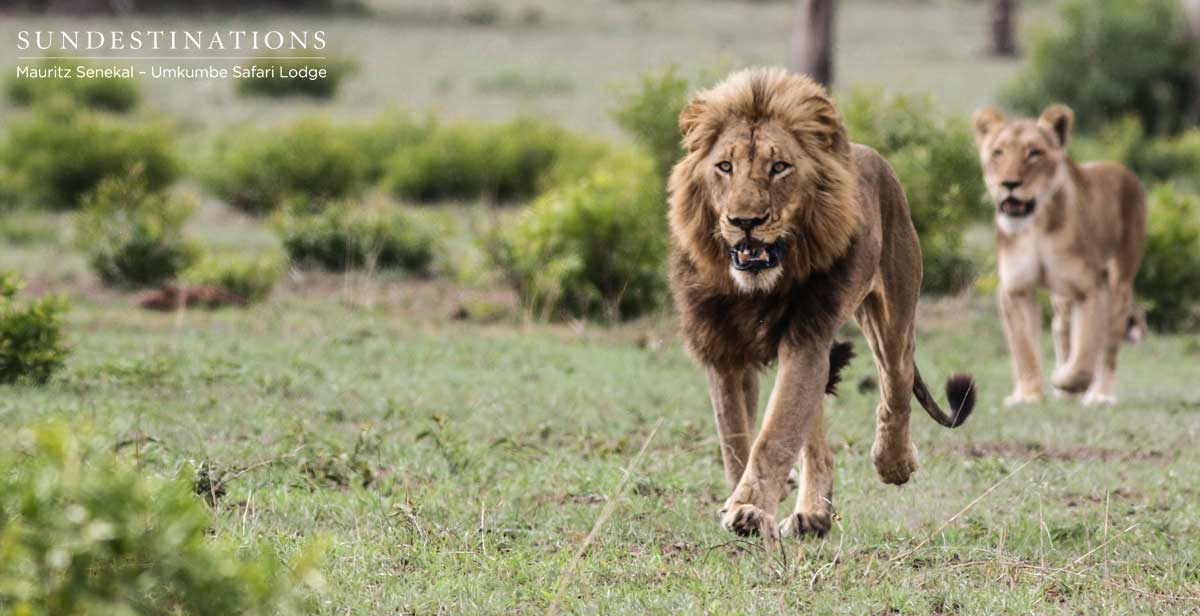 Charleston Male Lion Charleston Male Lion