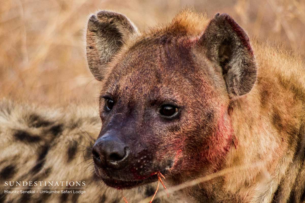 Hyena on Kill