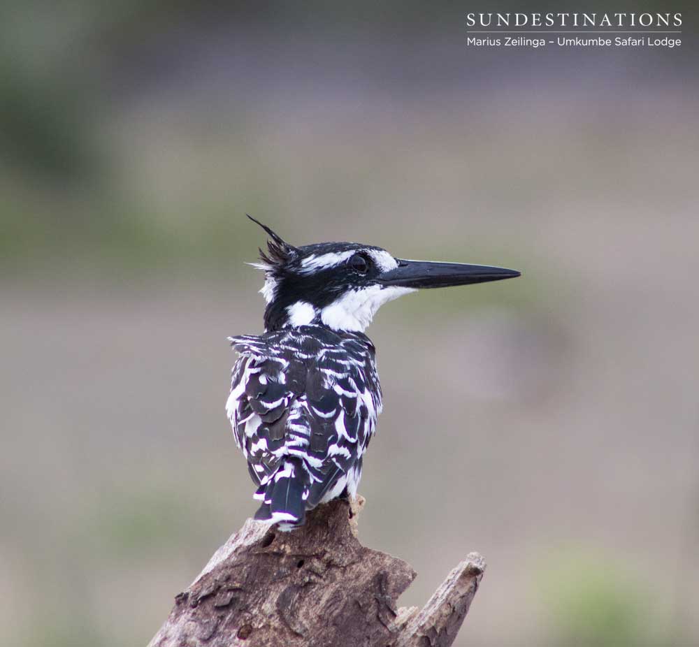 Up close with a pied kingfisher Up close with a pied kingfisher