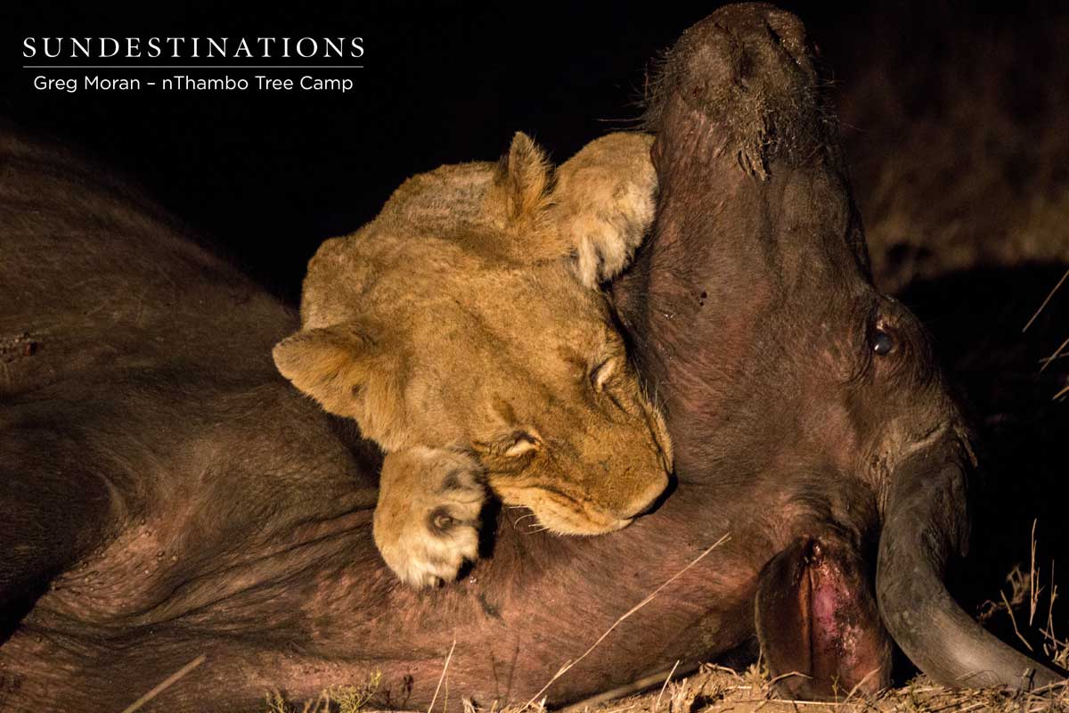 Ross Pride Lioness
