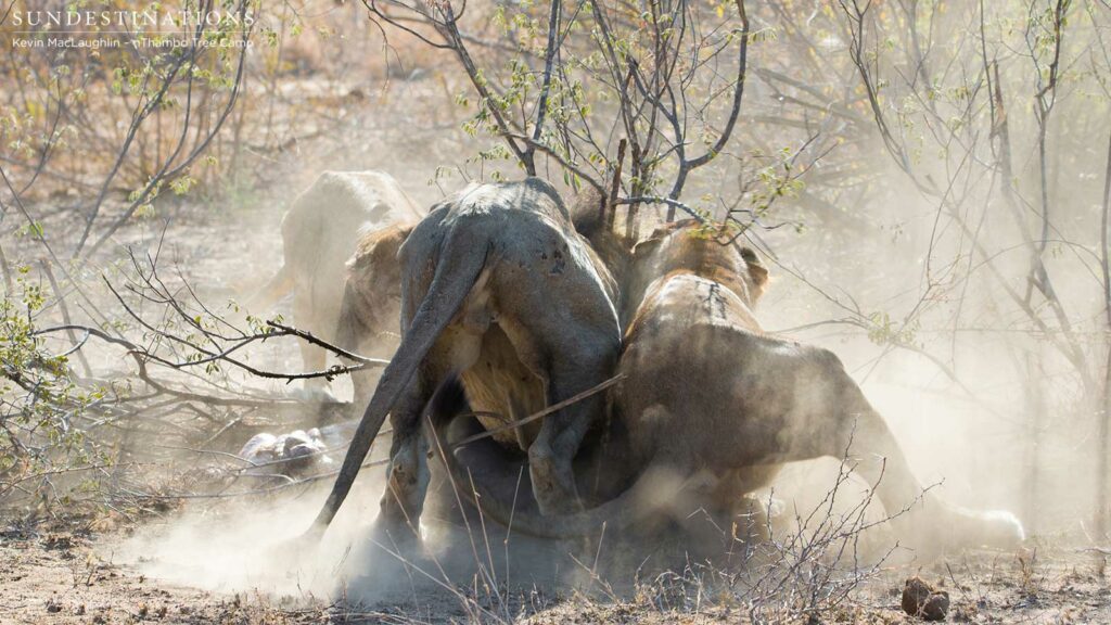 Father and son fight over a meagre meal of warthog Father and son fight over a meagre meal of warthog